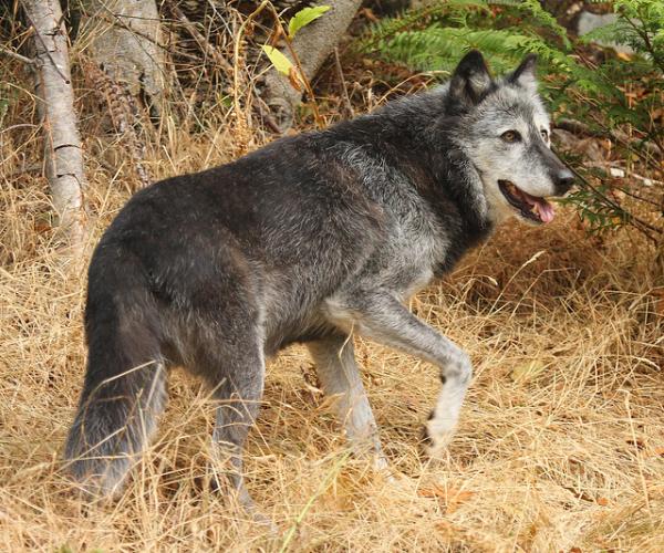 Photo of Canis lupus by Brian Klinkenberg